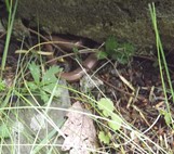 Slowworm